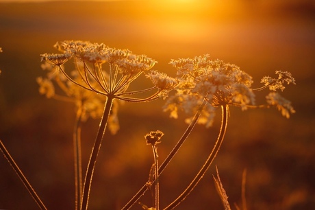 goldenhour juli 2018