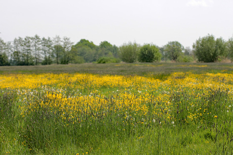 Boterbloemen