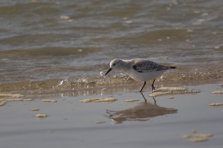 drieteenstrandloper