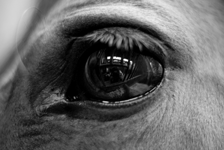 The eye of a t.. horse!
