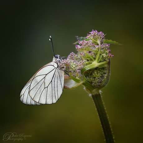 White Beauty