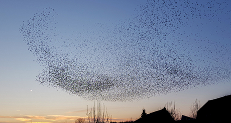 Spreeuwenwolk in vogelvorm