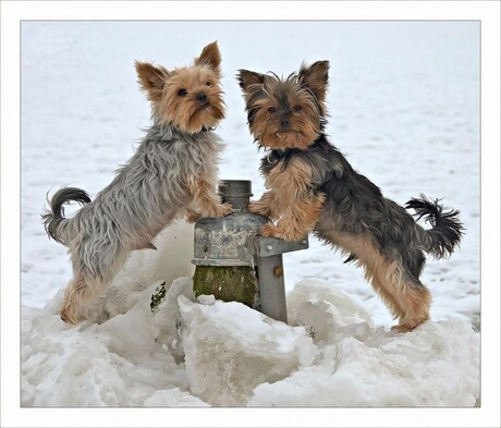 winterbroers