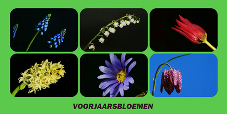 Bloemen in het voorjaar