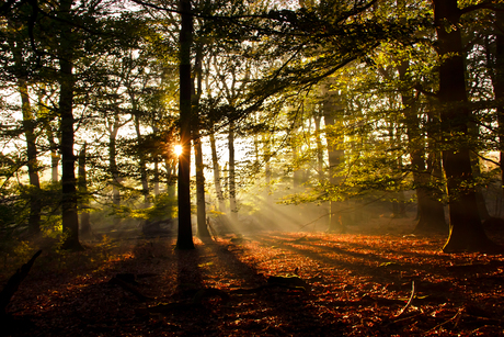 Veluwe 3