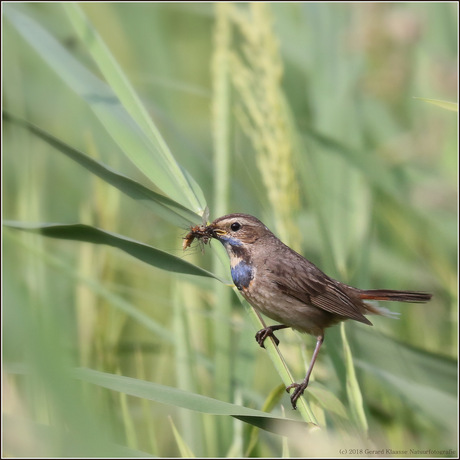 Blauwborst