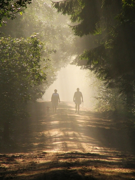 Wandelen in bos in de ochtendnevel