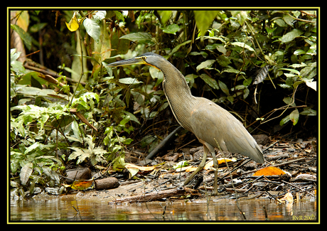 Tiger Heron