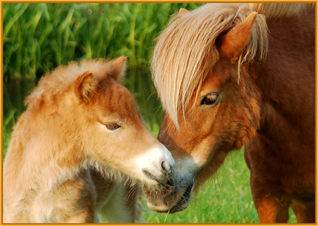 Mother Love.....