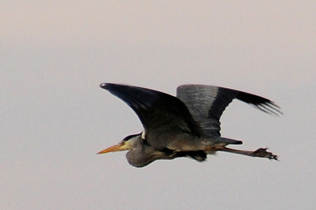 Blauwe reiger in volle vlucht