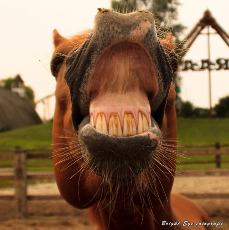 Het lachende paard