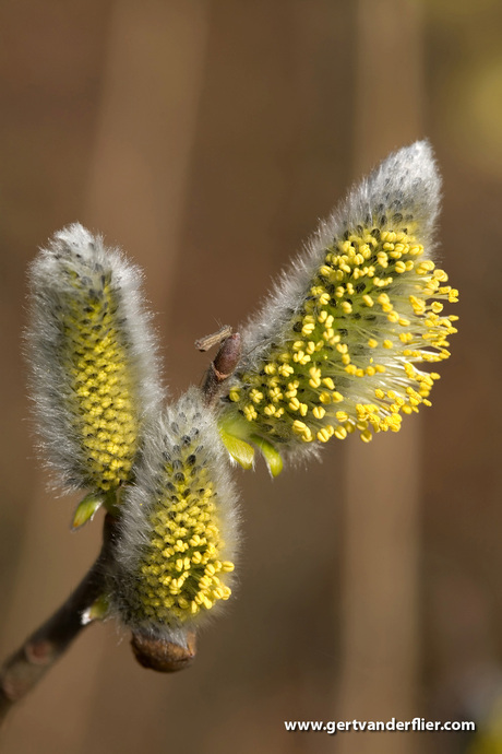 Een lente-katje