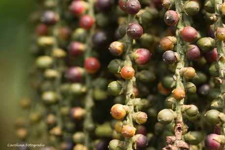 Kleurtjes