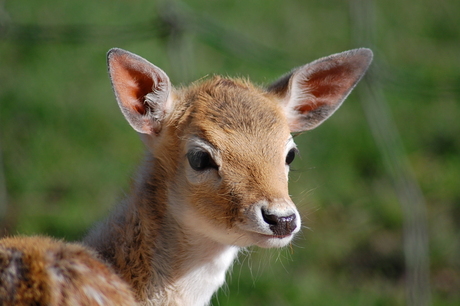 Bambi