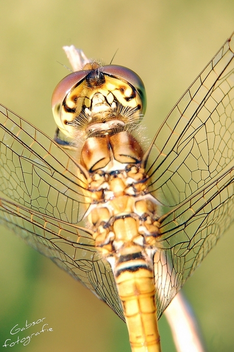 Gewone oeverlibel (Orthetrum cancellatum)