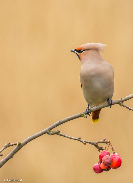 Pestvogel