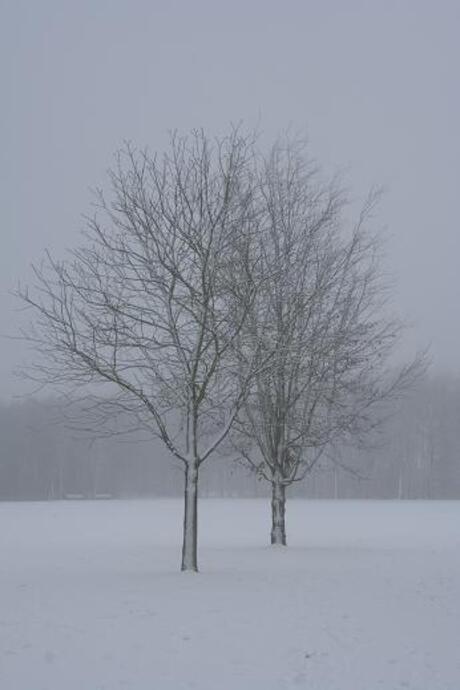 2 Bomen vol sneeuw