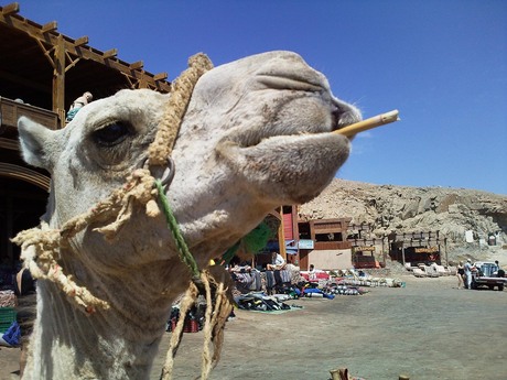 Rokende kameel?