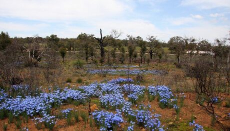 Australie en haar wilde bloemen