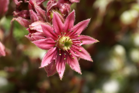 bloem van een vetplant