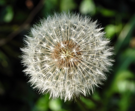 Paardenbloem