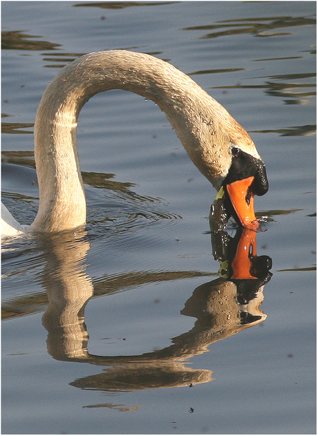 Swan..............................