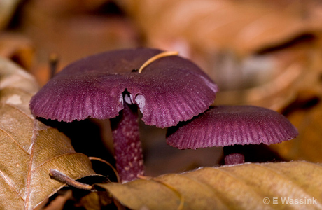 Paars in de Herfst