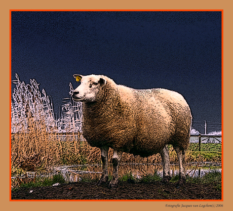 Schaap in de polder van Hoogmade