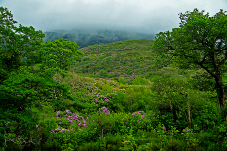 Rhodo's overal ...