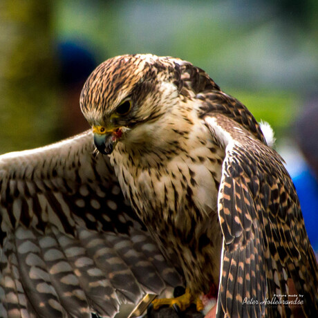 Roofvogel welke ? Geen idee