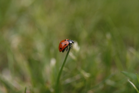 Lieveheersbeestje