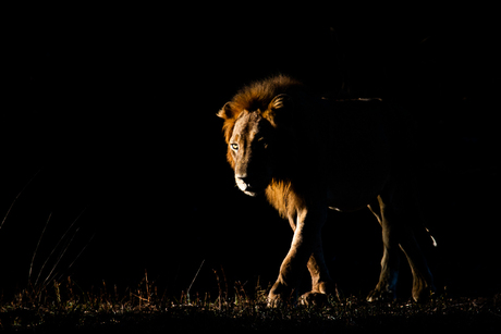 Leeuw in Zambia
