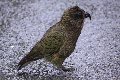 Kea (alpine parrot)