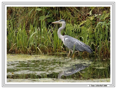 De blauwe Reiger