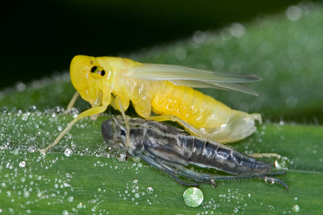 Cicaddella viridis