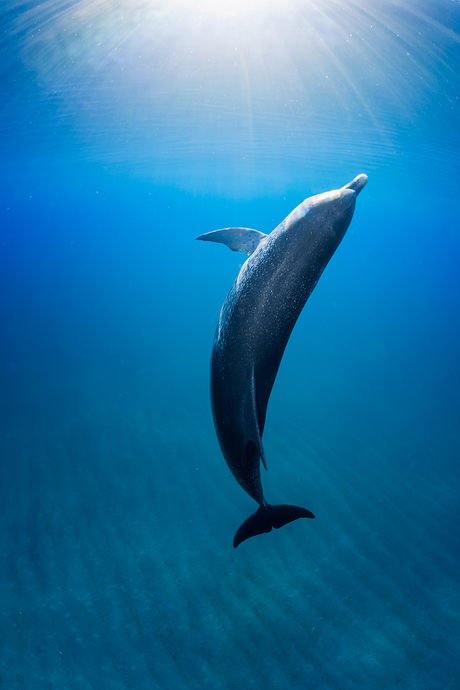 Dancing dolphin