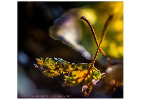 Sleeping in autumn