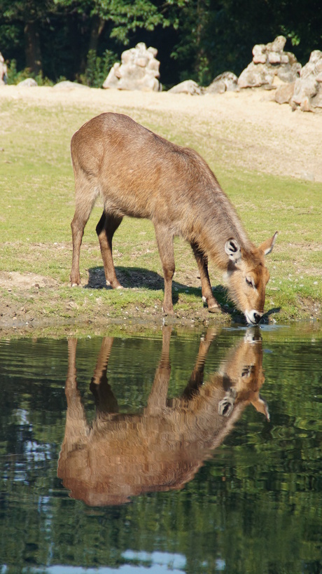 Burgers Zoo