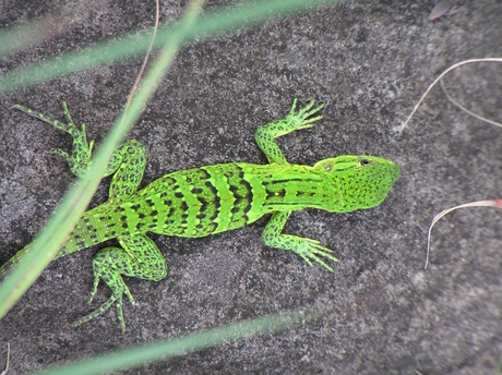 Green Lizard - The Lizard King