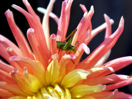 Mannetje struiksprinkhaan op dahlia bloem