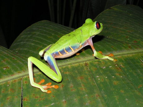 Dierenrijk van Costa Rica