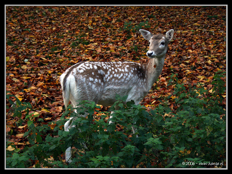 Herfst Hertje