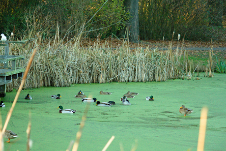 Watervogels op bevroren kroos. Foto 3