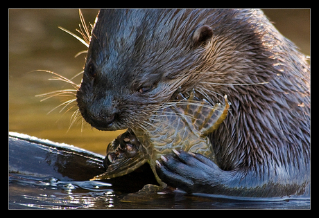 neotropische visotter