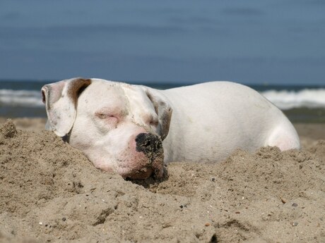 Rico op het strand