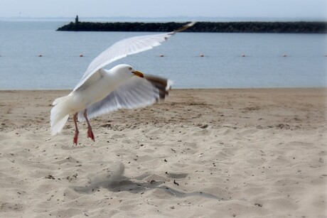 Seagull