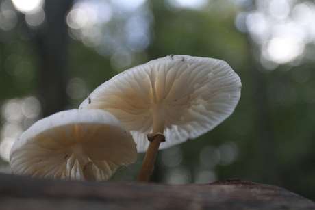 Paddestoelen in Elswout