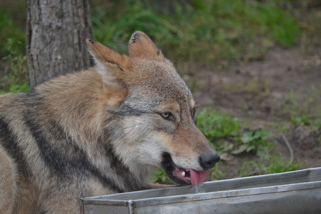 Drinkende wolf