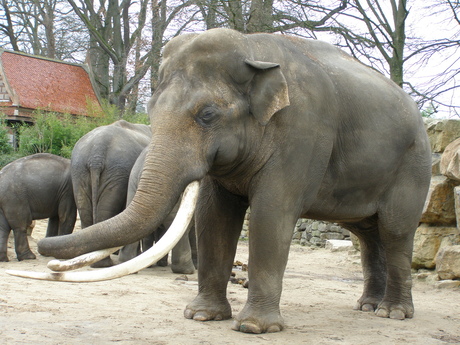 olifant in dierenpark emmen