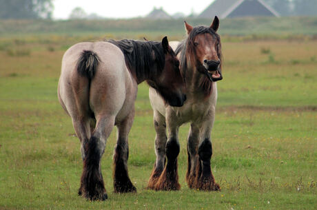 Mr. Ed the talking horse